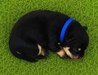 Willows boy, a male Pomeranian for sale in Phoenix, AZ – 6 of 8