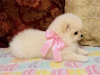 Crystal, a female Pomeranian for sale in Phoenix, AZ – 7 of 10