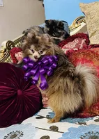 Orion, a male Pomeranian for sale in Phoenix, AZ – 3 of 8