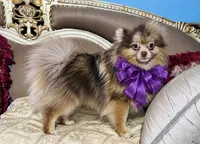 Orion, a male Pomeranian for sale in Phoenix, AZ – 5 of 8