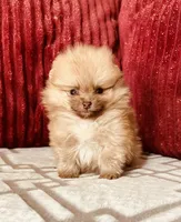 Butterscotch , a male Pomeranian for sale in Phoenix, AZ – 3 of 10