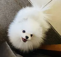 Crystal, a female Pomeranian for sale in Phoenix, AZ – 9 of 10
