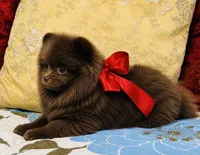 Jasmine , a female Pomeranian for sale in Phoenix, AZ – 7 of 10