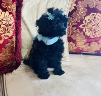 Coal, a male Poodle - Toy  for sale in Phoenix, AZ – 6 of 8
