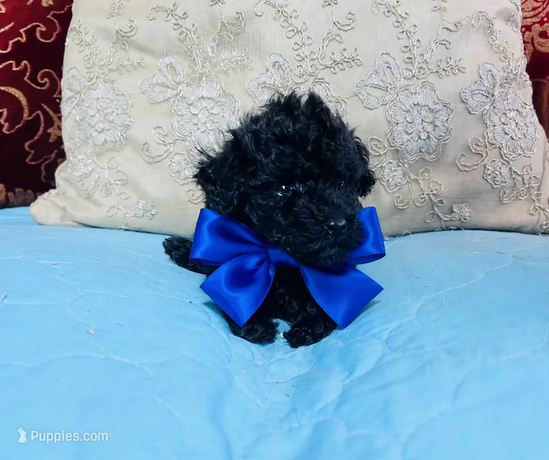 Coal – Poodle - Toy  puppy for sale in Phoenix, AZ
