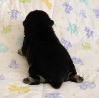 Pandas Boy 1, a male Pomeranian for sale in Phoenix, AZ – 5 of 7