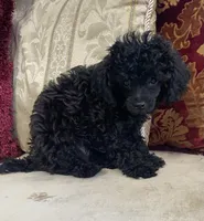 Coal, a male Poodle - Toy  for sale in Phoenix, AZ – 5 of 8