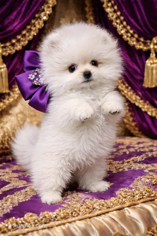 Blizzard – Pomeranian puppy for sale in Phoenix, AZ