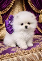 Blizzard, a male Pomeranian for sale in Phoenix, AZ – 5 of 8