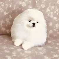 Blizzard, a male Pomeranian for sale in Phoenix, AZ – 7 of 8