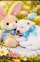 Blizzard, a male Pomeranian for sale in Phoenix, AZ – Photo 1 of 9