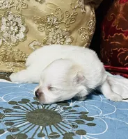 Blizzard, a male Pomeranian for sale in Phoenix, AZ – Photo 9 of 9