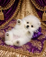 Blizzard, a male Pomeranian for sale in Phoenix, AZ – 2 of 8