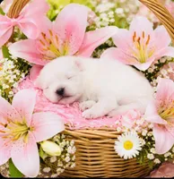 Blizzard, a male Pomeranian for sale in Phoenix, AZ – Photo 4 of 9