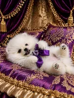 Blizzard, a male Pomeranian for sale in Phoenix, AZ – 3 of 8