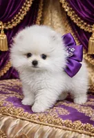 Blizzard, a male Pomeranian for sale in Phoenix, AZ – 6 of 8