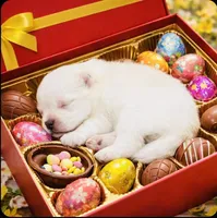 Blizzard, a male Pomeranian for sale in Phoenix, AZ – Photo 5 of 9