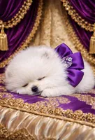 Blizzard, a male Pomeranian for sale in Phoenix, AZ – 4 of 8