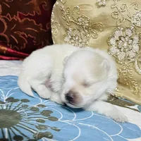 Blizzard, a male Pomeranian for sale in Phoenix, AZ – Photo 8 of 9