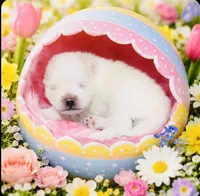 Blizzard, a male Pomeranian for sale in Phoenix, AZ – Photo 2 of 9