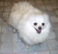 Blizzard, a male Pomeranian for sale in Phoenix, AZ – 8 of 8