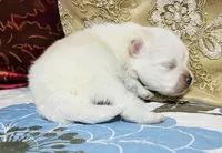 Blizzard, a male Pomeranian for sale in Phoenix, AZ – Photo 7 of 9