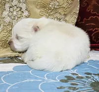 Blizzard, a male Pomeranian for sale in Phoenix, AZ – Photo 6 of 9