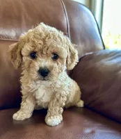 Waylon, a male Cavapoo for sale in Liberty Hill, TX – 2 of 6