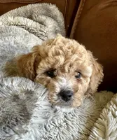 Waylon, a male Cavapoo for sale in Liberty Hill, TX – 4 of 6