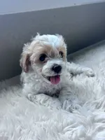 Johnny, a male Cavapoo for sale in Liberty Hill, TX – 1 of 2