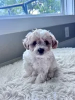 Johnny, a male Cavapoo for sale in Liberty Hill, TX – 2 of 2