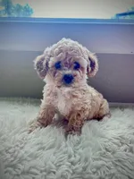 Waylon, a male Cavapoo for sale in Liberty Hill, TX – 5 of 6