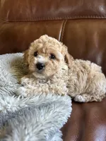Waylon, a male Cavapoo for sale in Liberty Hill, TX – 6 of 6