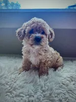 Waylon, a male Cavapoo for sale in Liberty Hill, TX – 1 of 6