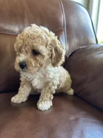 Waylon, a male Cavapoo for sale in Liberty Hill, TX – 3 of 6