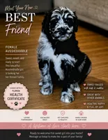 Mia, a female Aussiedoodle for sale in Beverly Hills, FL – 1 of 2