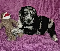 Mia, a female Aussiedoodle for sale in Beverly Hills, FL – 2 of 2