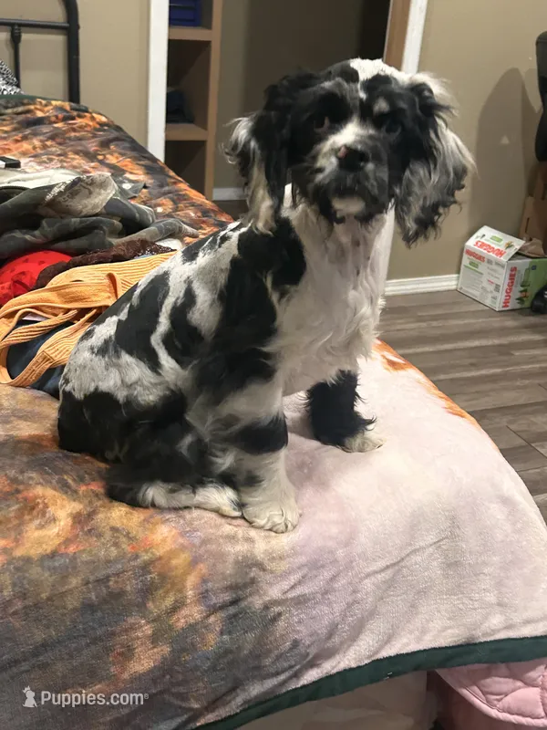Conway  – Cocker Spaniel puppy for sale in Durant, OK