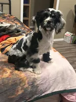 Conway , a male Cocker Spaniel for sale in Durant, OK – 1 of 1