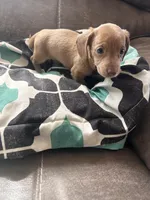 Trixie, a female Miniature Dachshund for sale in Durant, OK – Photo 3 of 3