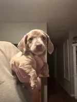 Trixie, a female Miniature Dachshund for sale in Durant, OK – Photo 1 of 3