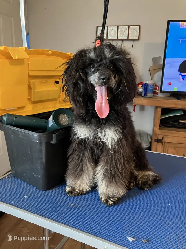 Charli  – Poodle - Miniature  puppy for sale in Durant, OK