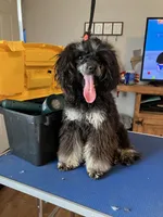 Charli , a female Poodle - Miniature  for sale in Durant, OK – 1 of 2