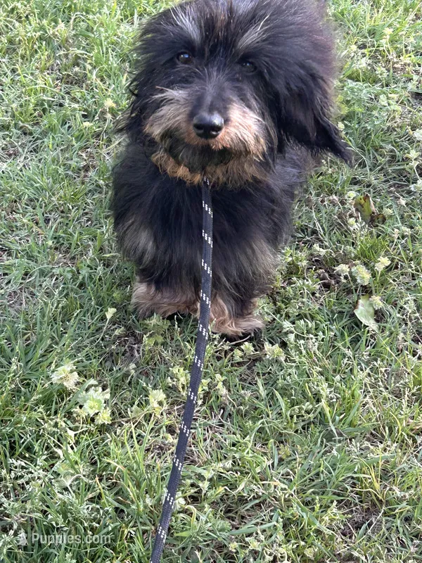Poppy – Miniature Dachshund puppy for sale in Durant, OK