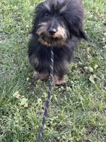 Poppy, a female Miniature Dachshund for sale in Durant, OK – 1 of 2