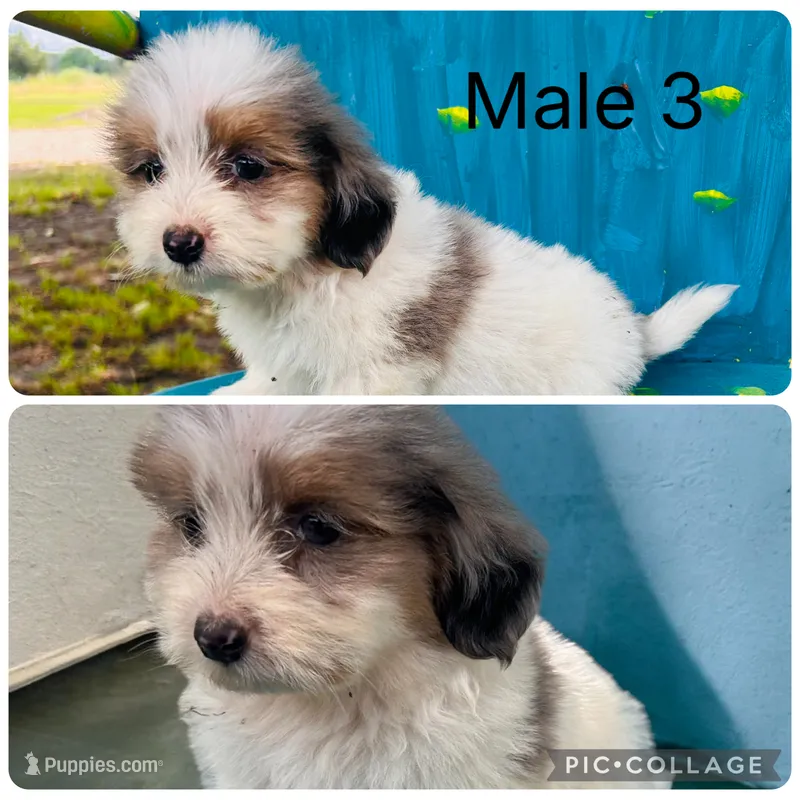 Male 3 – Shih Tzu, Miniature Dachshund puppy for sale in Durant, OK