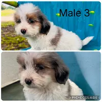Male 3, a male Shih Tzu and Miniature Dachshund for sale in Durant, OK – 1 of 4