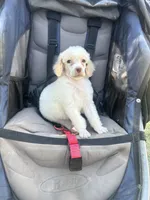 Mia, a female Poodle - Standard  for sale in Durant, OK – 2 of 2