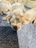 Male, a male Miniature Dachshund for sale in Durant, OK – 3 of 3