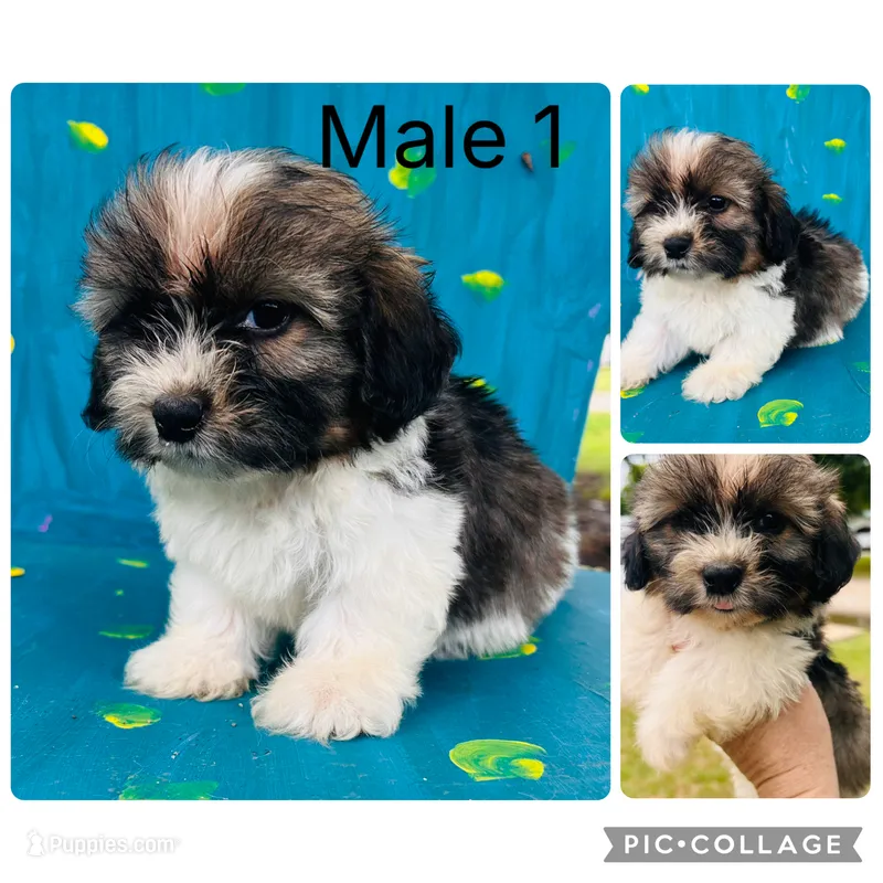 Male 1 – Shih Tzu, Miniature Dachshund puppy for sale in Durant, OK